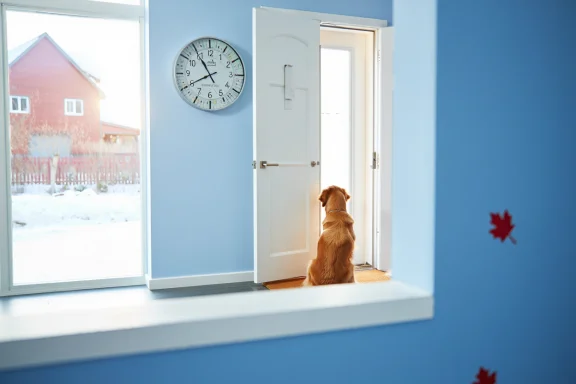House Training Success: Solving Common Potty Problems