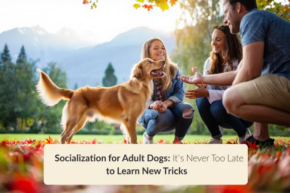 Socialization for Adult Dogs: It’s Never Too Late to Learn