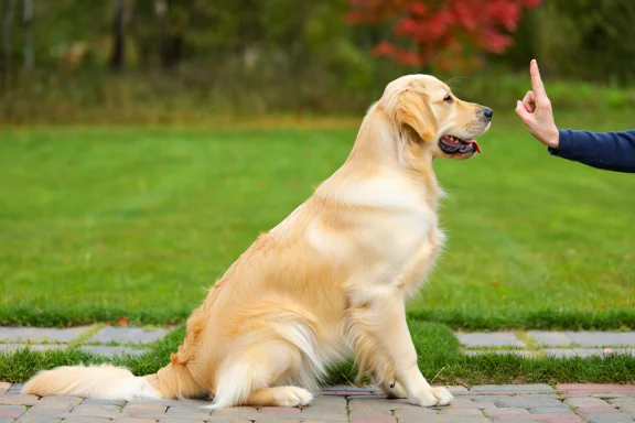 Teaching the Perfect “Stay” Command: Duration and Distance Training